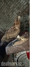 Red Eagle For Sale