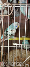 Australian Budgie Parrots For Sale