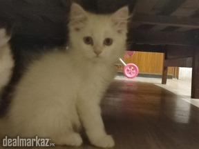 Persian cute kittens white with brown ears n tail