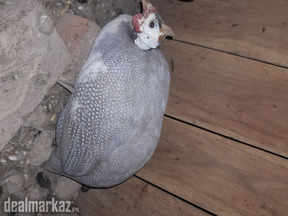 Guina fowl for sale