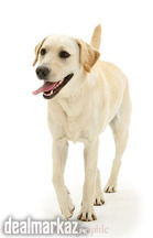 Dog Puppy Doggy Bitch Kuta Kutti کتا کتی کتورا