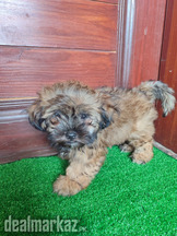 Puppies for rehoming shih tzu