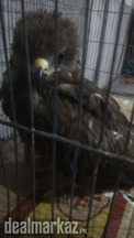 Eagle for sale in lahore pakistan