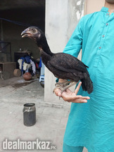 Aseel_Mianwali_Pathi_For_Sale