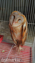 Owl For Sale Urgently