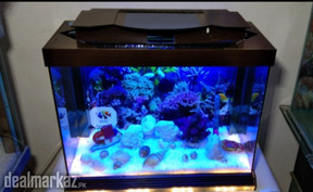 Bottom Light Aquarium