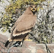 Super sale, Golden eagle for sale