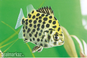Scat fish pair for sale