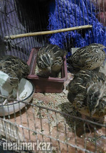 2 pair quail for sale