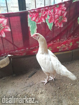 White Hen for Sale