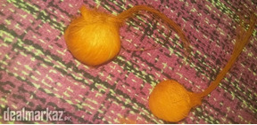 Gidar singhi Narmada