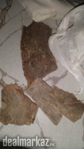 Arjun ke chal (Terminalia arjuna)