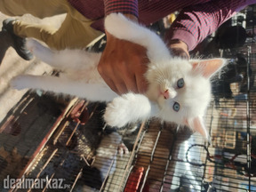 Persian Kittens