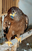 Eagle for sale, golden eagle