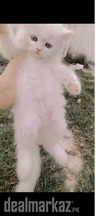 Triple coat male kitten