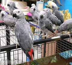 Mecow parrot and cookatos