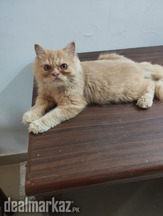 Triple coated Persian male semi punch kitten