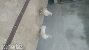 Fantail lakhi sherazi kabli kabootar high flyer pigeon