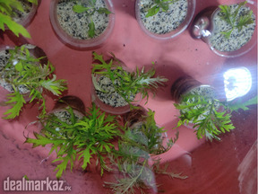 Aquarium Plants