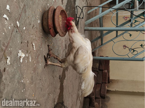 Heera Aseel Male.