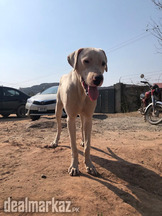 BIG BULLY KUTTA