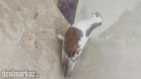 Sherazi kabooter fantail lakhi kabootar kabli high flyer