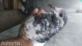 High flyer pigeon kabli kabootar shirazi Lakha