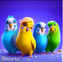 Australian bairds
