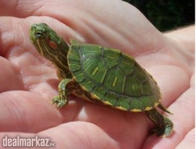 Baby turtle (red eared slider)