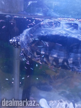 Indian black pond turtle
