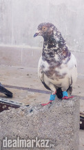 High flyer pigeon kabli kabootar shirazi kabooter
