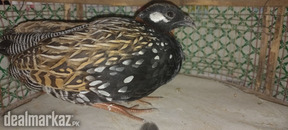 Kala teetar for sale