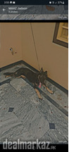 German shepherd long coted