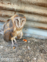 Golden owl For sale