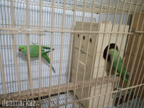 Ring Neck (Pair)