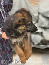 German Shefered Puppy