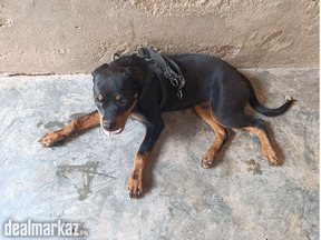 Rottweiler pedigree bitch