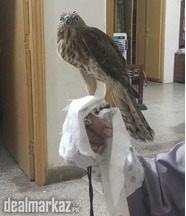 Eagle Baby For Sale