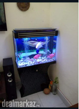 Blackberry DhC Aquarium