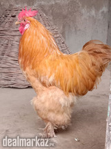 Golden Buff Breed