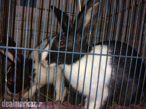 Black and white rabbit pair for sale
