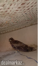 Golden Eagle for sale. It's a chick