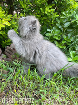 Female grey persian kittens, pure triple coated smokey color kittens