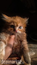 Persian male kitten