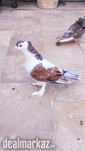 High flyer pigeon kabli kabootar sherazi Gola kabooter