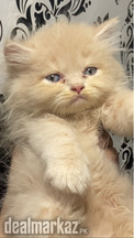 Persian kitten triple coated