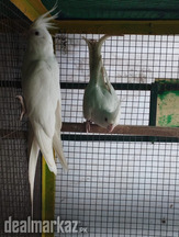 Cocktail parrots males for sale