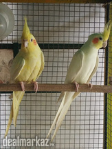cockatail breeder pair for sale