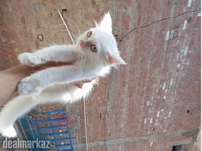 White Persian Cat | Long Coat | Male