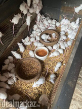 Albino mice for sale